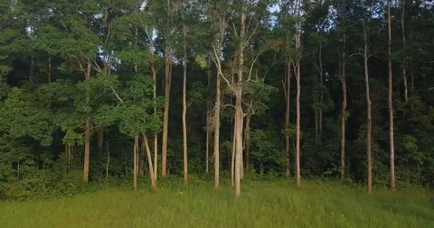 Panning right by drone in front of trees in forest above green grass field Stock Footage 111301420