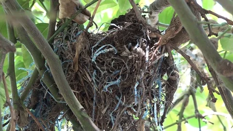 Panning right to left an old bird's nest comes into frame Stock Footage 85922687