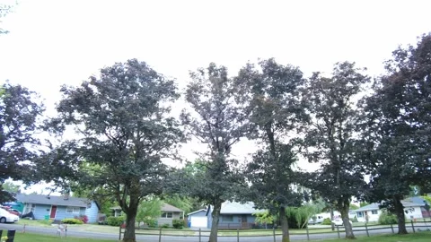 Panning Right to Left on a set of Trees in a Cemetery in Portland, OR 4K Stock Footage 154381478