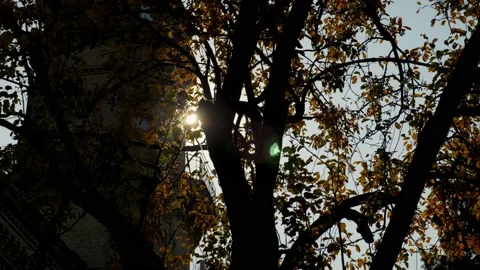 Panning right left view autumn tree with yellow leaves on background shining sun Stock Footage 135914055