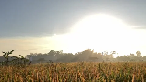 Panning Right Rotating Shot Of Sunrise Over Golden Rice Field Landscape Stock Footage 337043249