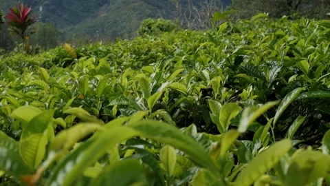 Panning right shot of organic tea plantation bushes waving in wind. Stock Footage 336712697