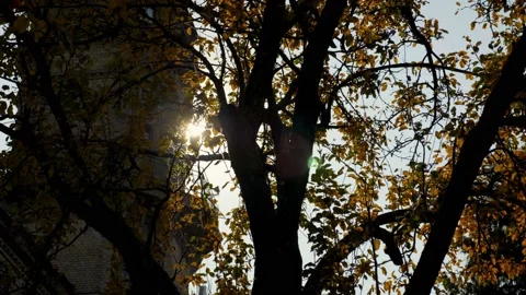 Panning right view autumn tree with falling yellow leaves against shining sun Stock Footage 135296655
