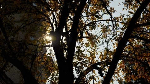 Panning right view autumn tree with yellow leaves against backdrop shining sun Stock Footage 136296117