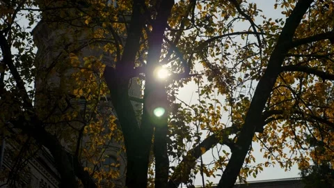 Panning right view autumn tree yellow leaves against backdrop shining sun Video stock 136660826