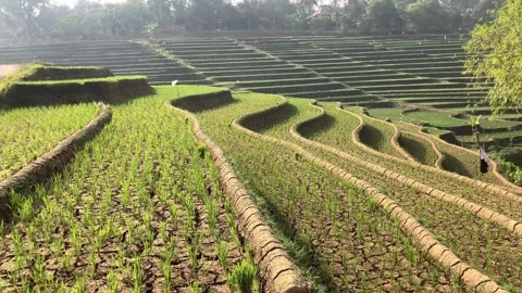 Panning Right View Of Young Green Rice Plants In A Dry Cracked Terraced Padd Stock Footage 346599323