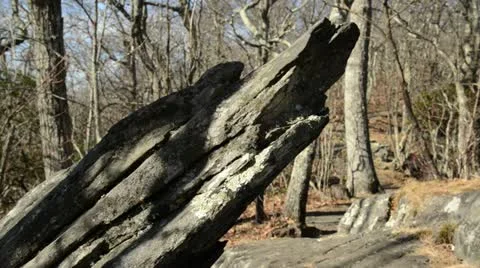 Panning rock in woods Stock Footage 18632536