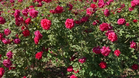 Panning roses red Stock Footage 153875528