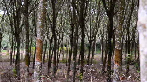 Panning rows of rubber trees on a plantation in Thailand. Stock Footage 54987341
