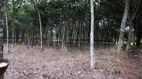 Panning rows of rubber trees on a plantation in Thailand. Stock-Footage 54987544