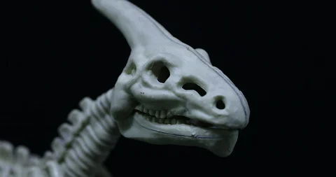 Panning on Saurolophus skeleton Stock Footage 105473230