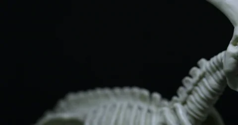 Panning on Saurolophus skeleton Stock Footage 105474096