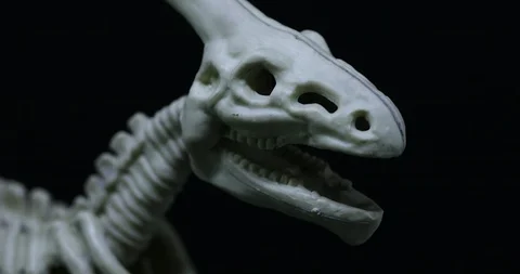 Panning on Saurolophus skeleton Stock Footage 105474491