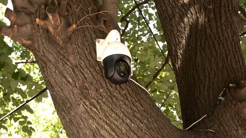 Panning security CCTV surveillance camera mounted on a tree Stock Footage 118816614