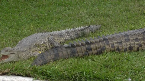 Panning of several crocodiles still and resting in the grass in the Huachipa zoo Vidéo 158243500