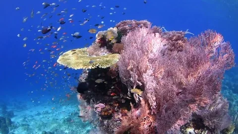 Panning Shallow Coral Reef Stock Footage 79868165