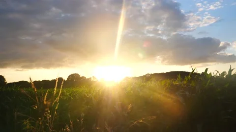Panning shot of agricultural fields at sunset while sun bursts through trees Видео 218731153