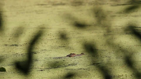 Panning Shot Of Alligator Moving Stock Footage 26594794