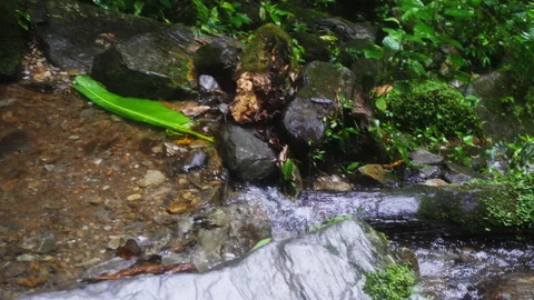 Panning shot along small stream in Papua New Guinea Kokoda rainforest Stock Footage 138467682