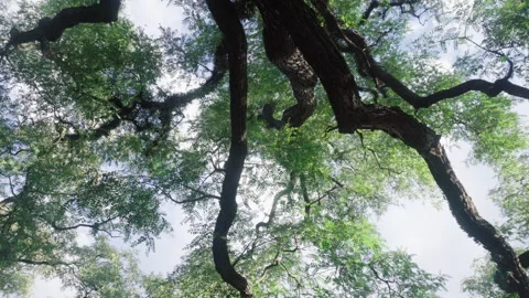 Panning Shot of Ancient Tree Canopy - Low Angle Branches and Green Leaves Stock Footage 326695469