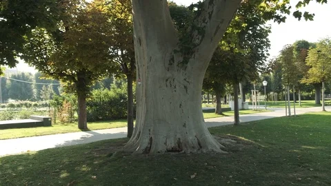 Panning Shot Around Old Tree In Volksgarten Park Stock Footage 116623624