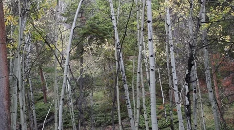 Panning shot of Aspen Trees Stock Footage 55575428