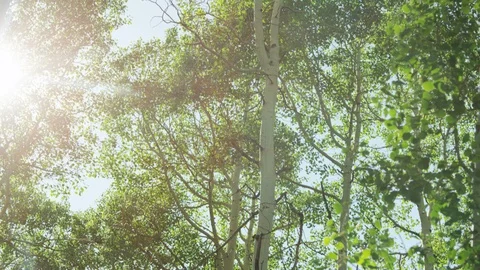 Panning shot of aspen trees in the summer Stock Footage 88232775