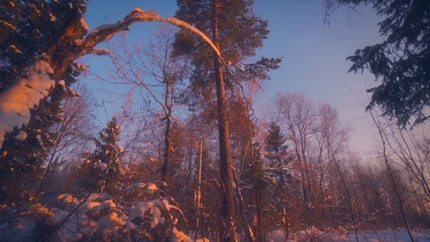 Panning shot beautiful old trees covered by fluffy snow amazing natural winter 库存影片 101463520