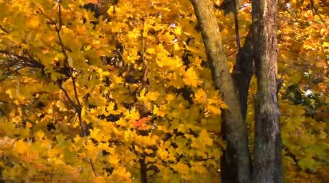 Panning Shot of Beautiful Orange Fall Leaves Stock Footage 42717030