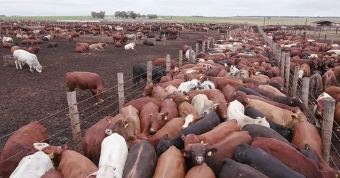 Panning shot of beef cattle in a feedlot Stock Footage 78193433