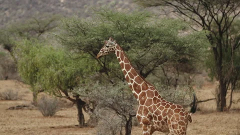 Panning Shot Of Brown Patterned Giraffe Walking By Trees - Nairobi, Kenya Video stock 206337420
