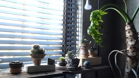 Panning Shot of Cactus and Succulent Garden by Window Stock-Footage 344099473