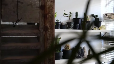 Panning Shot of Cactus and Succulent Collection on Indoor Shelves Stock-Footage 344099694