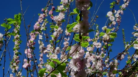 Panning shot of cherry blossom at springtime united kingdom Stock Footage 143952260