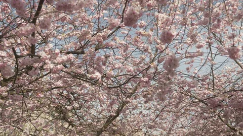 Panning shot of cherry blossom tree &amp; flowers Stock Footage 128142730