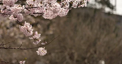 Panning shot of cherry blossoms in full bloom Stock Footage 169003218
