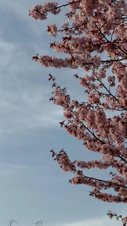 Panning shot of cherry blossoms in full bloom from the rising sun Stock Footage 333211410