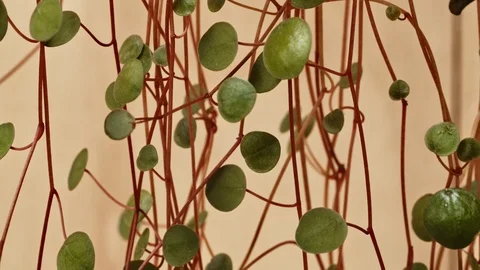 Panning Shot of Circular-Leaf Indoor Plants as Decor Stock-Footage 112079590