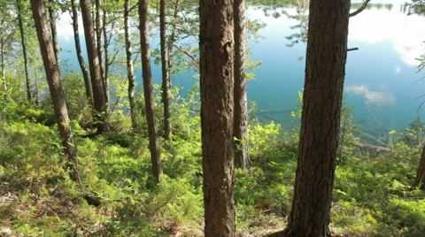 Panning shot of a clear-watered forest lake behind pine trees Stock Footage 54520602