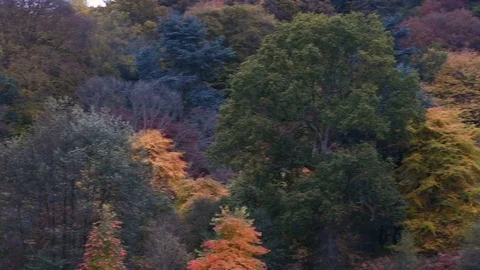 Panning shot of colourful trees during fall Stock Footage 75423937