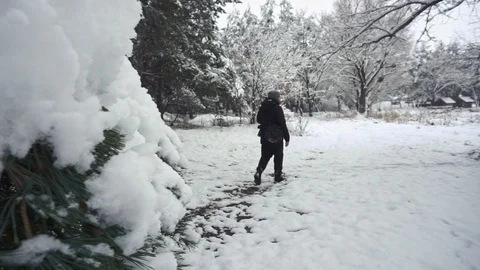 Panning shot from the conifer tree on hiker walking in deep snow near a frozen Stock Footage 101119406