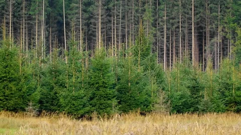 Panning shot of coniferous spruce trees in the forest Video stock 171244048