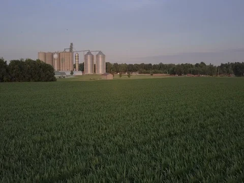 Panning shot of a corn field 스톡 동영상 77655183