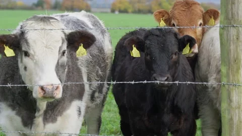 Panning shot of cows in field behind barbed wire fence Stock Footage 225490398