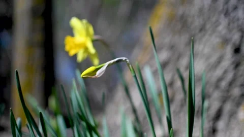 Panning shot of a daffodil Vídeo Stock 153692653