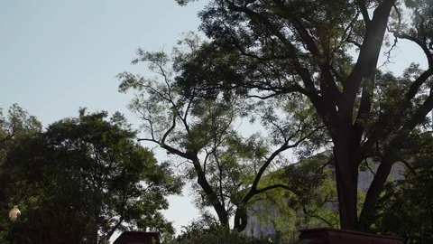 Panning shot of DC Capitol Building with trees and lens flare, 4K Vídeos de archivo 71357965