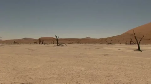 Panning shot of dead trees in desert Stock Footage 12146805