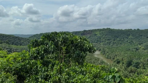 A panning shot of a deep green forest Stock Footage 288444805