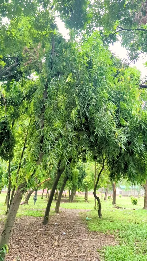 Panning shot of dense green trees with hanging leaves in a public park duri.. Video stock 336919709
