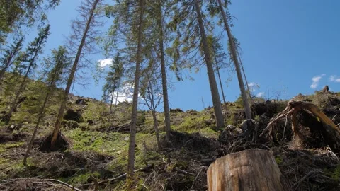 Panning shot of devastated forest after storm with broken and uprooted trees. Stock Footage 156939893
